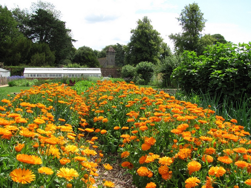 jardín con flores de naranjas