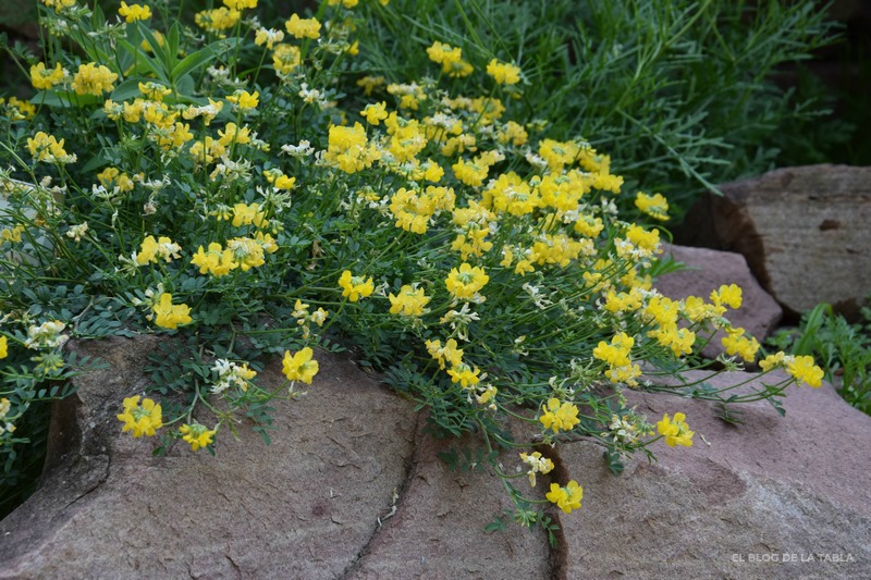 plantas mediterráneas