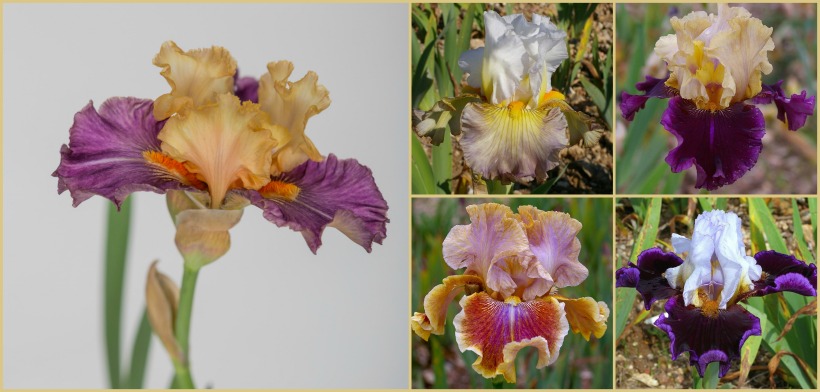 Iris de jardín colección 2017 de Cayeux en Chelsea Flower Show