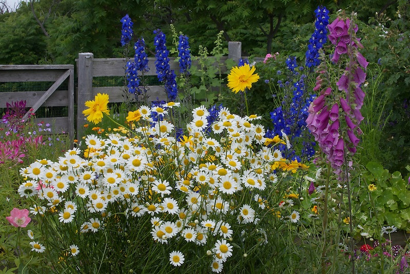 Pradera flores silvestres