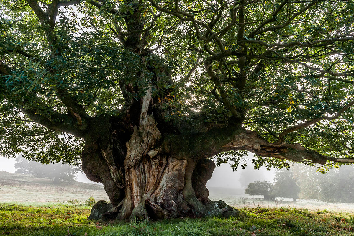 Fotografías de robles Quercus