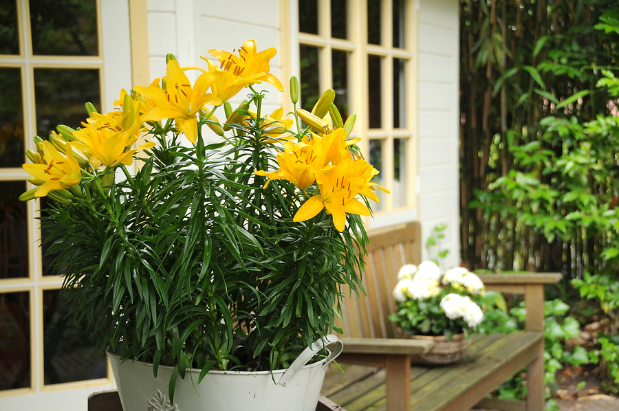 Florecen verano y dan color al jardín: Azucenas o lirios (Lilium) - EL BLOG DE LA TABLA