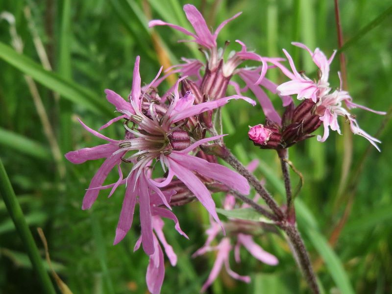 herbácea flores rosas abundante en prados de siega muy húmedos y en zonas pantanosas,