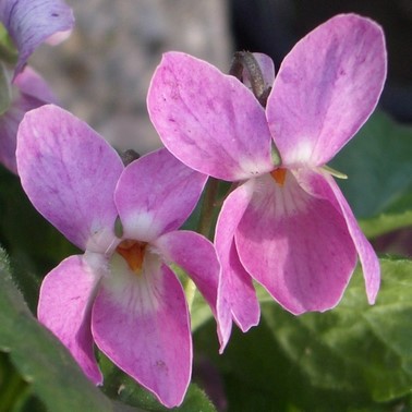 flor de violeta color rosa