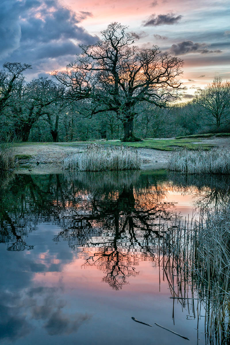 Fotografías de robles Quercus