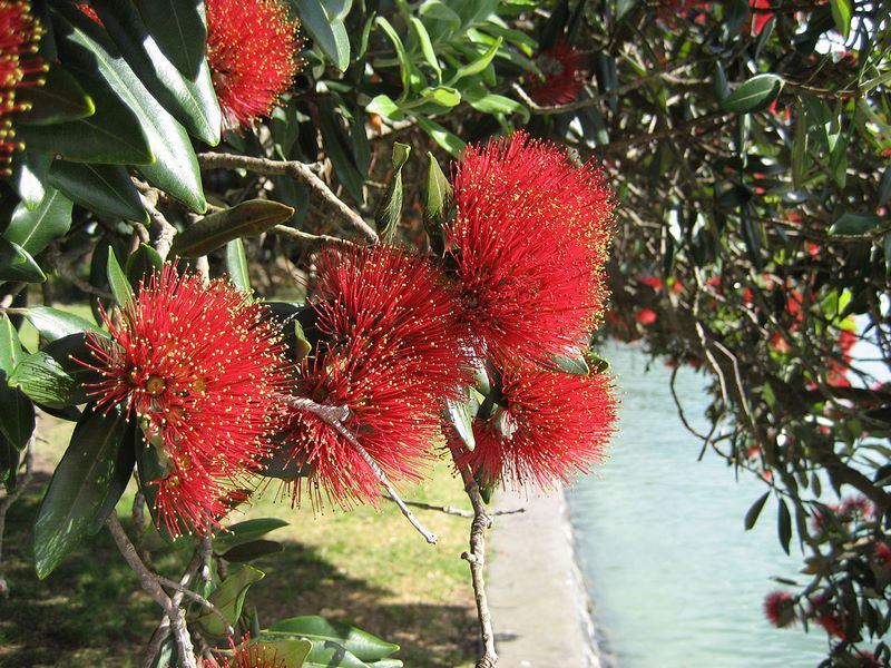 plantas arbustivas jardinería sostenible