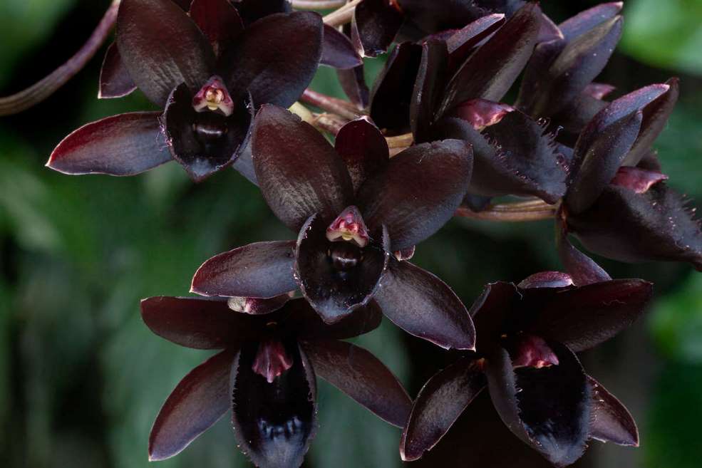 Orquidea flor negra, black flower orchid