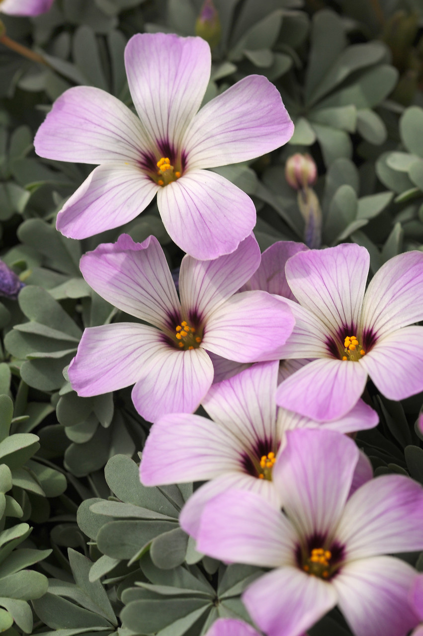 Variedades de Oxalis