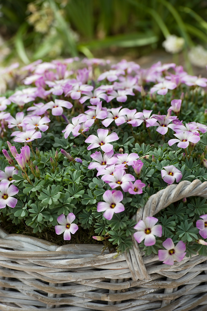 Variedades de Oxalis