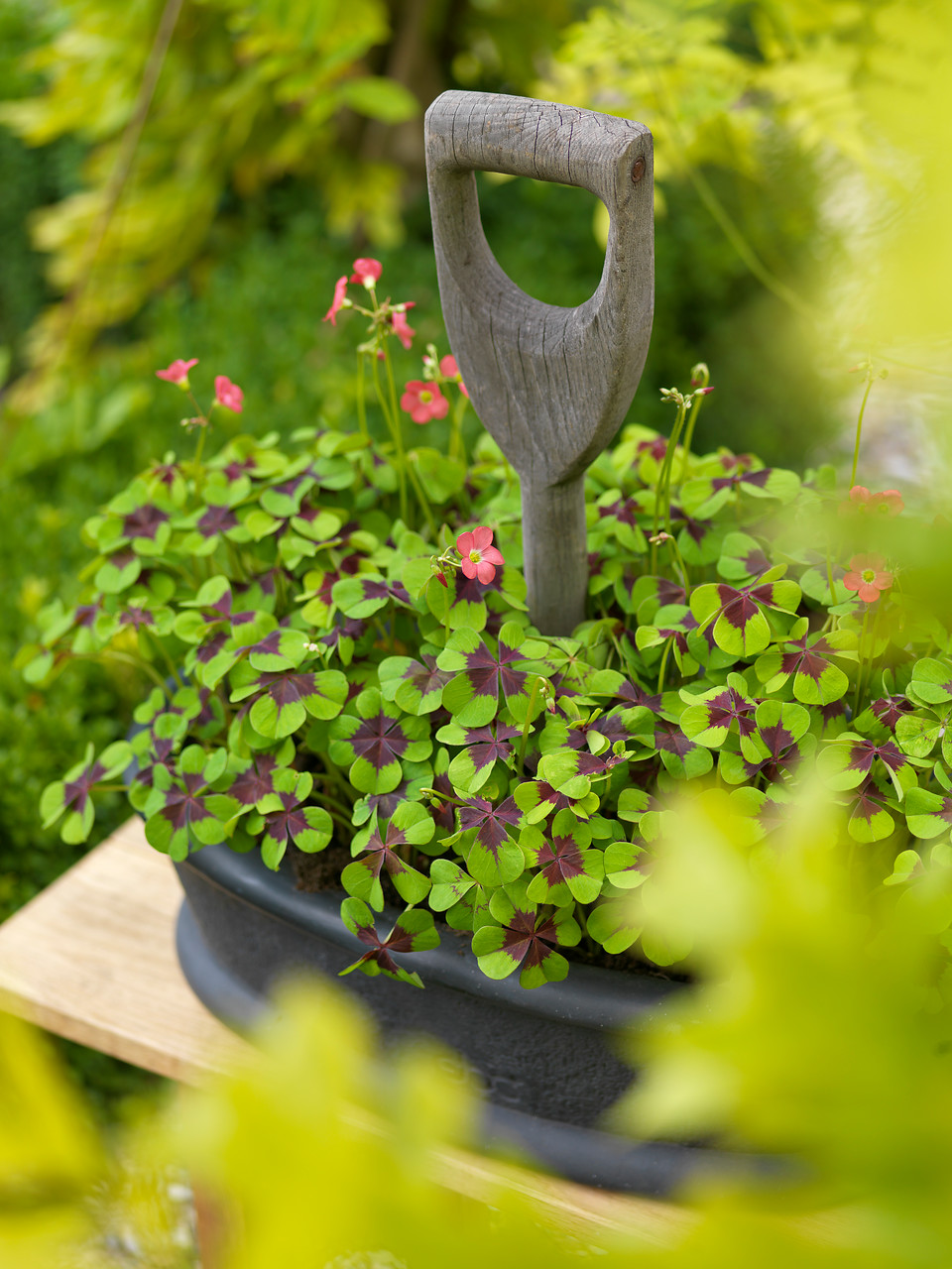 Oxalis tetraphylla 'Iron Cross'