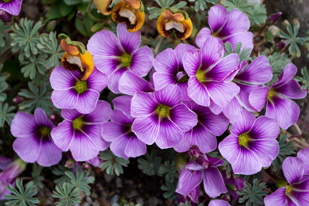 Variedades de Oxalis