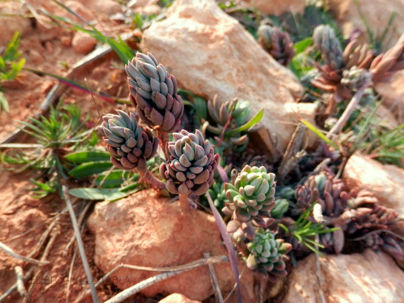 Una suculenta mediterránea con muchas propiedades medicinales y cuyas hojas también se preparan en encurtido