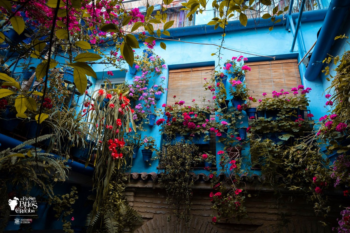 pared azul, buganvilla y flores de cactus de navidad Schlumbergera