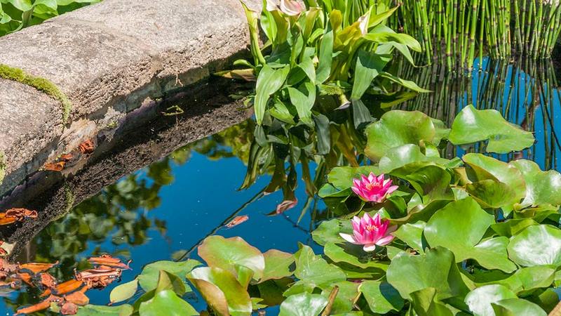 Nenúfares. The Pazo’s Secret Garden. Rose McMonigall. RHS Hampton Court Flower Show 2017
