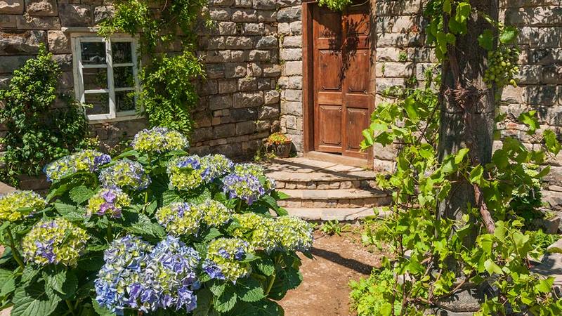 Hortensias. The Pazo’s Secret Garden. Rose McMonigall. RHS Hampton Court Flower Show 2017