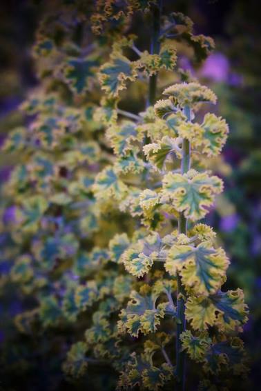 hojas rizadas y perfumadas de pelargonium (geranio)