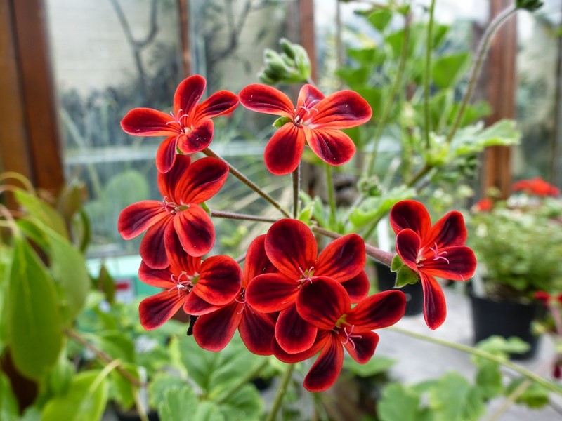 flores rojas y negras de pelargonium