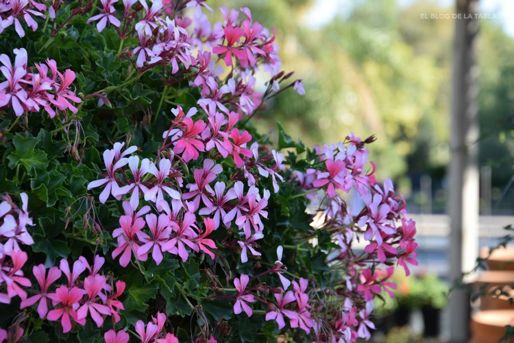 geranio colgante flores rosa y blanco. Pelargonium peltatum, gitanilla