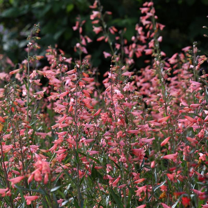 Penstemon 