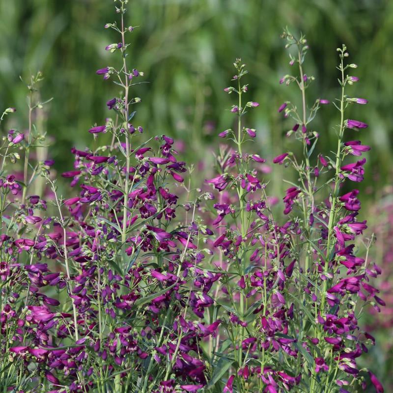 Penstemon 