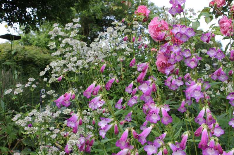 Penstemon 