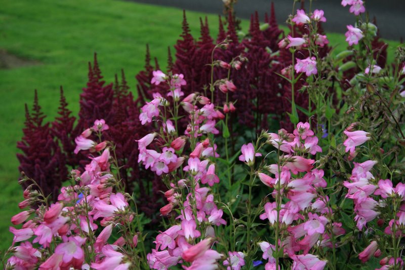 Penstemon 