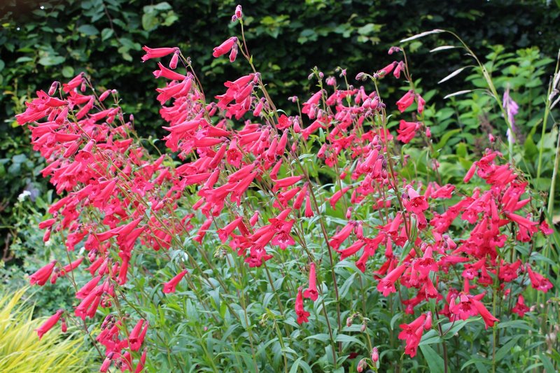 Penstemon 