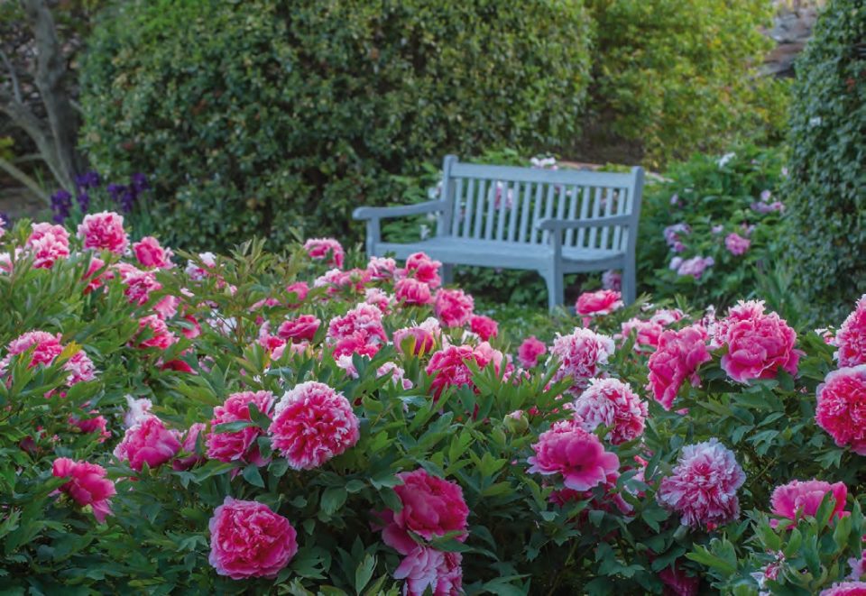 La extraordinaria belleza de las peonías en el Centro Botanico Moutan - EL  BLOG DE LA TABLA