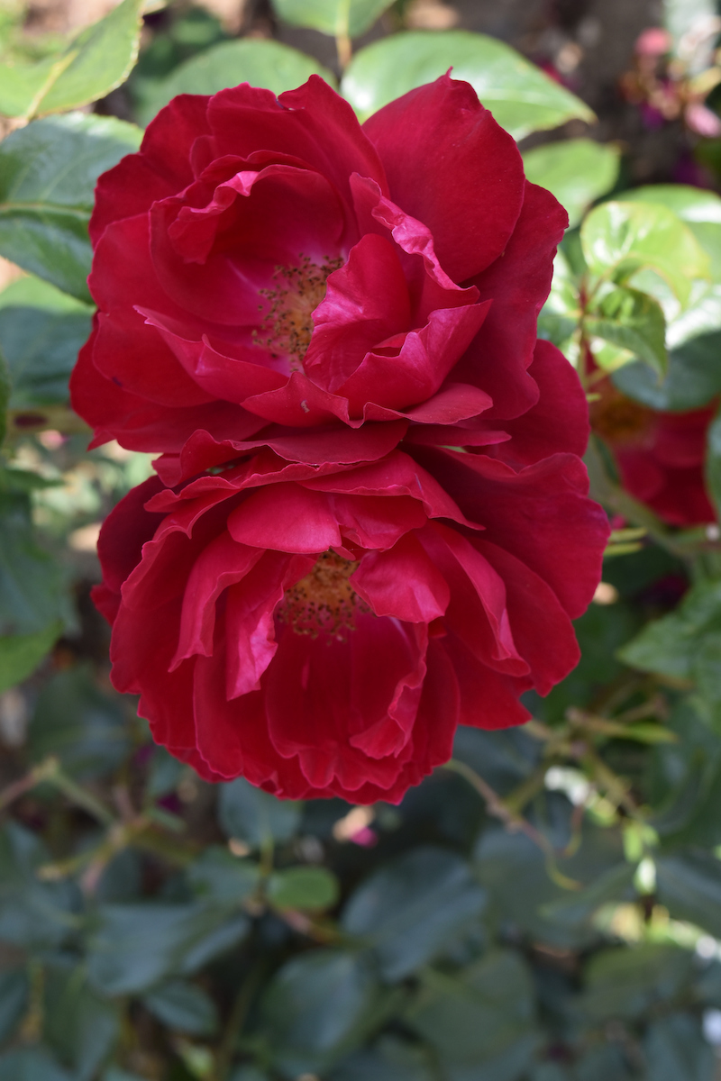 Rosa PAPWORTH’S PRIDE (‘Beamelon’) (Peter Beales Roses)