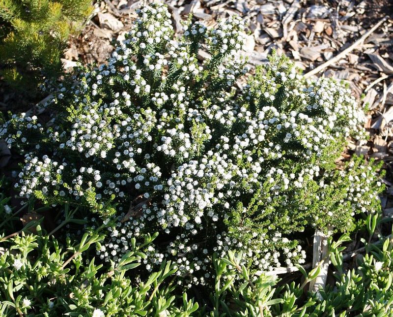 plantas arbustivas jardinería sostenible