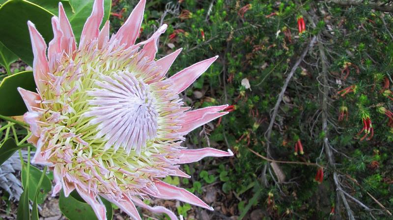 Protea cynaroides. Jardin de Sudafrica. Jardin plantas clima mediterráneo (Domaine du Rayol) diseño: Gilles Clement