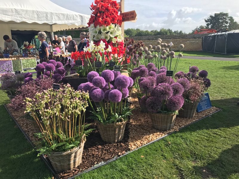 Allium RHS Garden Wisley Flower Show 2017 