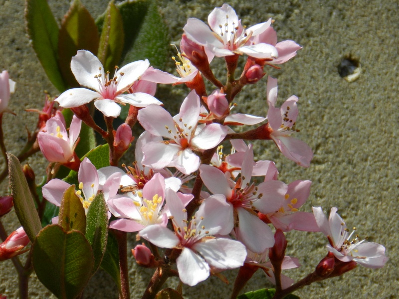 plantas arbustivas jardinería sostenible