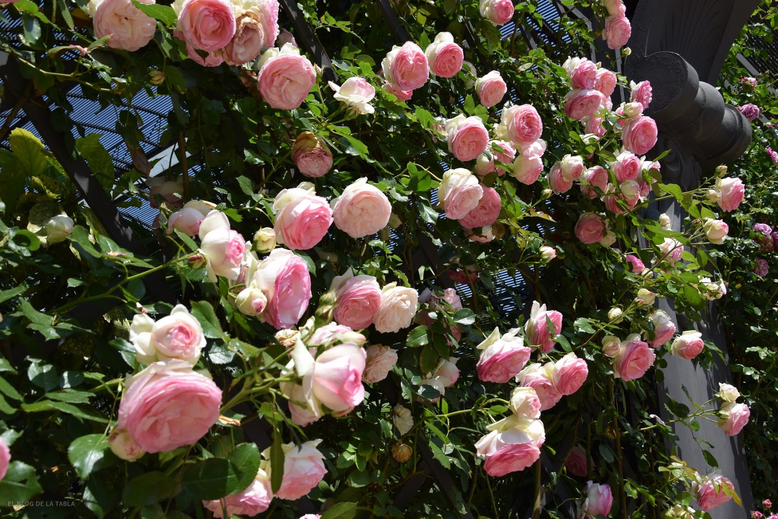 rosal trepador de la colección romántica de Meilland