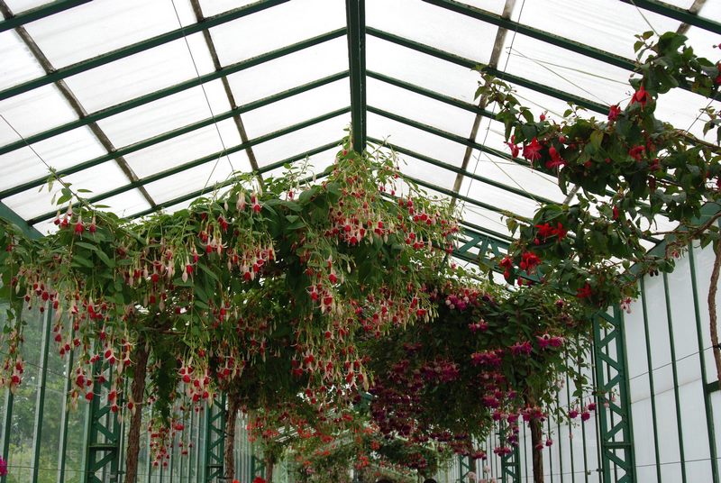 Fuchsia en Small Geranium Gallery en Invernaderos Reales de Laeken