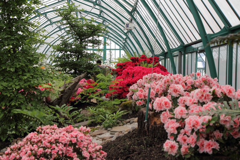 Azalea Greenhouse en Invernaderos Reales de Laeken 