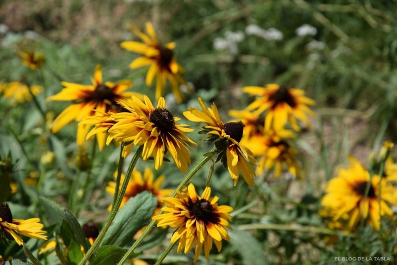 Flores de verano amarillas de plantas vivaces para jardines de flor de corte y arreglos florales