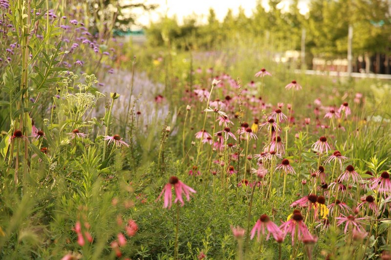 Jardin de estilo naturalista con echinacea purpurea 