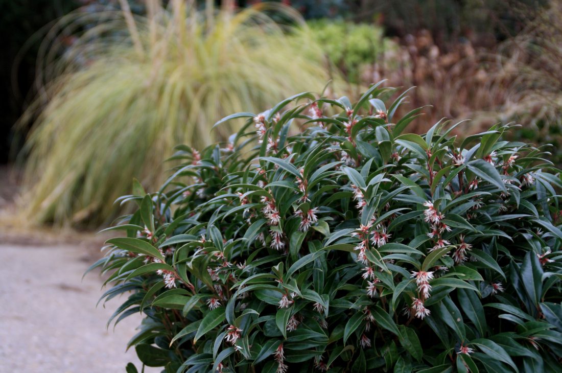 Sarcococca, arbusto perenne resistente, con vistoso follaje y flores fragantes en invierno