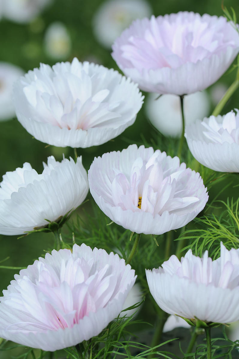 Cosmos Cupcakes Blush (Scotts Miracle Growers)