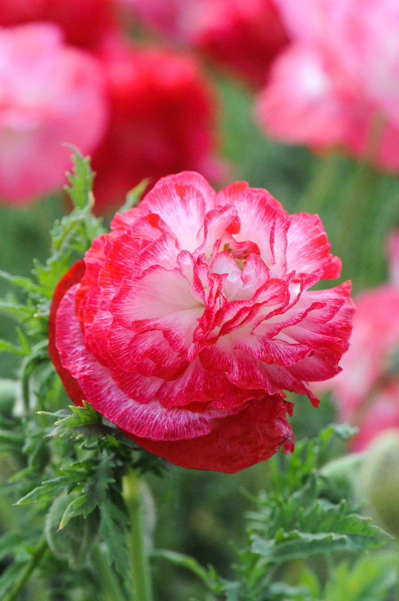 Papaver rhoeas Supreme Mixed (Scotts Miracle Growers)