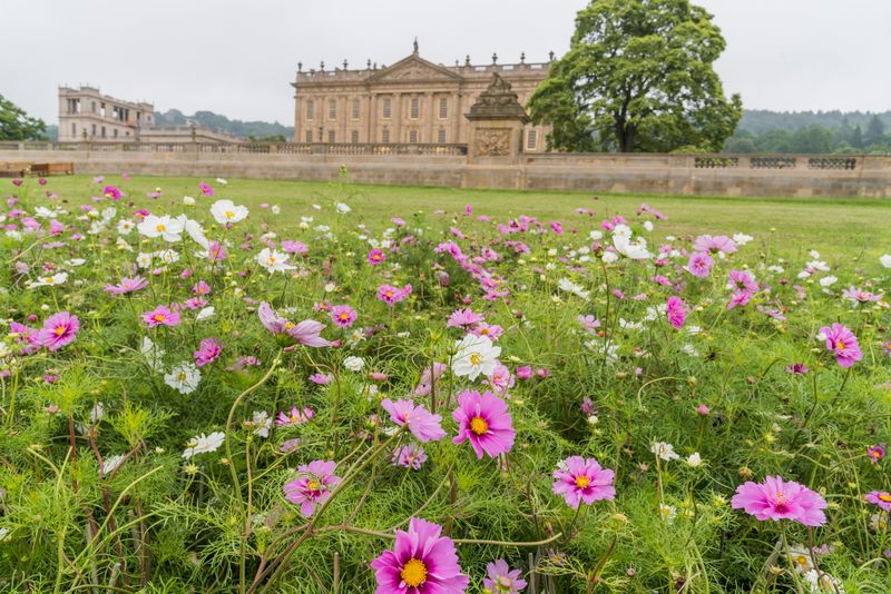 pradera de flores de cosmos en jardín histórico Chatsworth House
