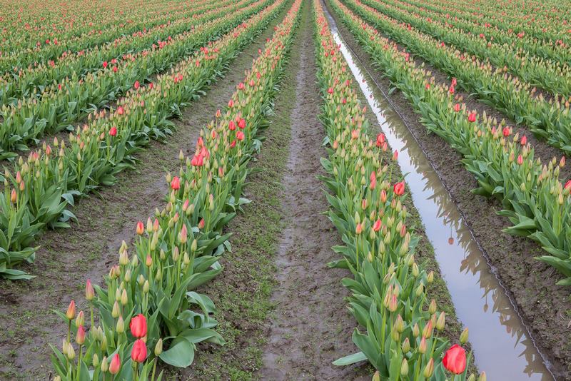 Campos de cultivo de tulipanes en Estados Unidos. RoozenGaarde