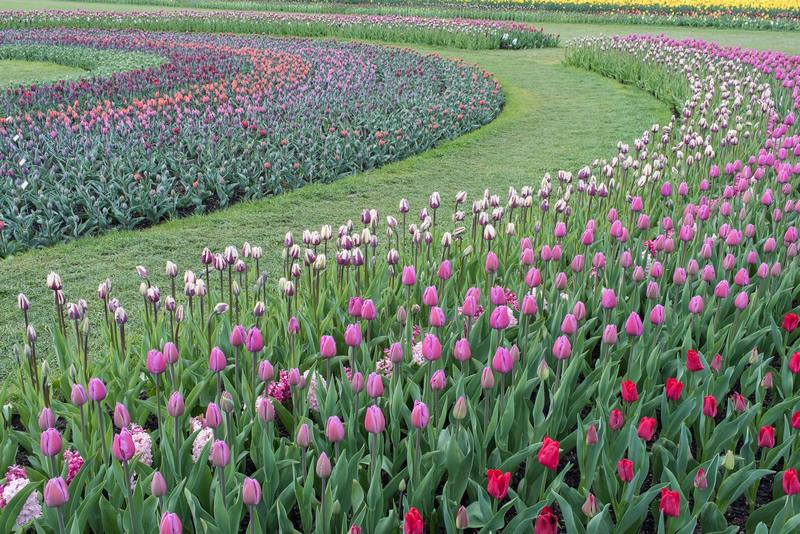 Festival de tulipanes en el Valle de Skagit en Estados Unidos. RoozenGaarde