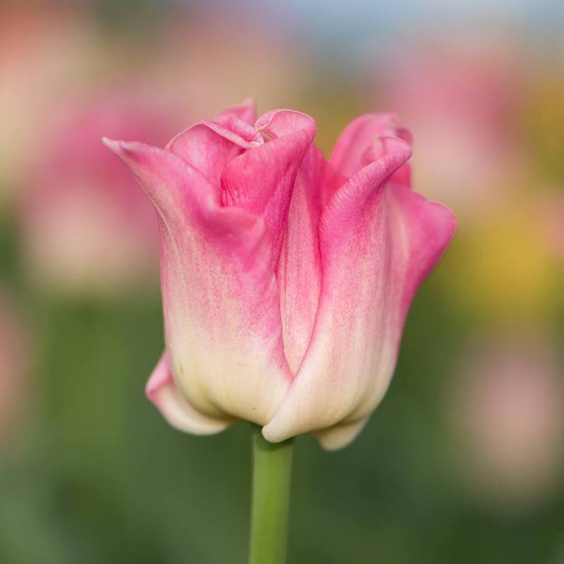 Tulipa 'Crown of Dynasty'