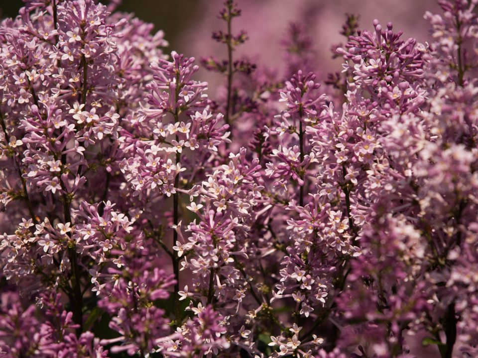 Syringa x prestoniae ‘Minuet’ 