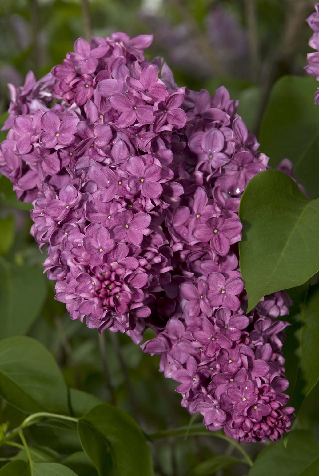 Syringa vulgaris ‘Congo’ 