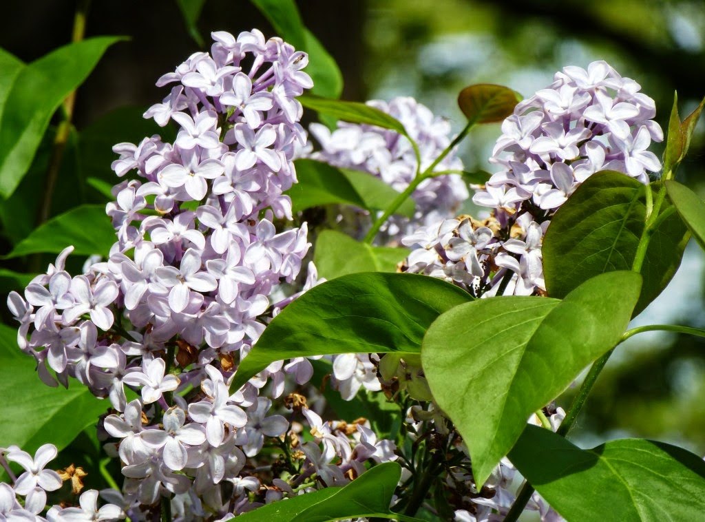 Syringa vulgaris ‘Marlyensis’