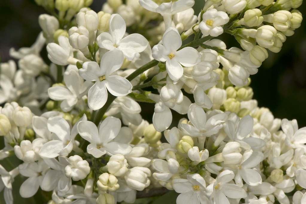 Syrigna vulgaris 'Primrose'