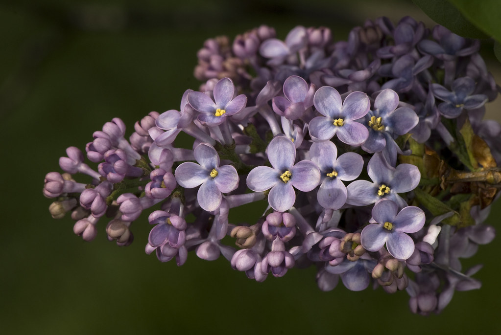 Syringa vulgaris ‘Rhodopea’